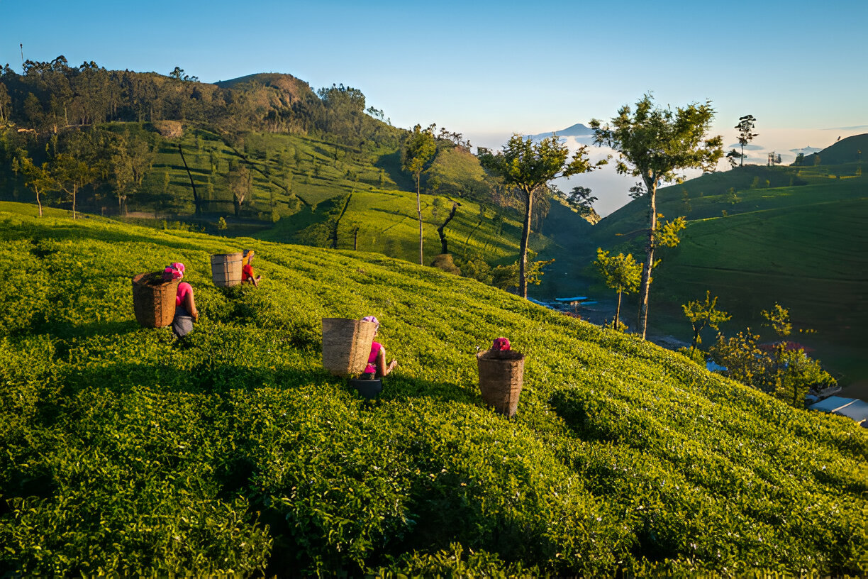 Roam in Srilanka